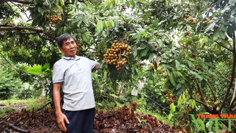 Phân bón Sông Lam Tây Bắc: Nâng cao năng xuất, chất lượng cây ăn quả