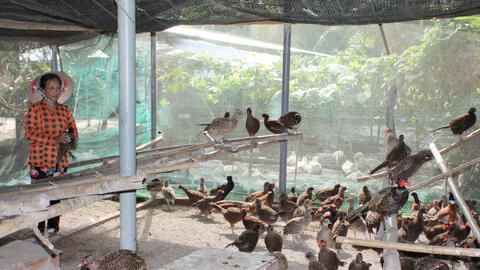 Nghề nuôi chim trĩ đỏ 