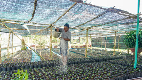 Tăng thêm giá trị cây mai kiểng 