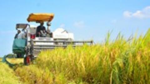 Kiến nghị cơ chế thí điểm cho Đề án 1 triệu ha lúa ĐBSCL