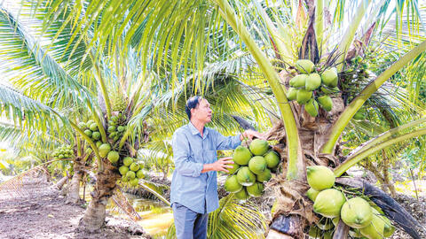 Đưa dừa tươi sang thị trường Mỹ 