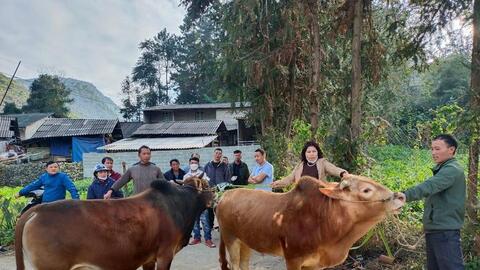 Ở đây có đàn bò hàng chục nghìn con, doanh nghiệp lại hỗ trợ tiêu thụ thịt bò cho người dân