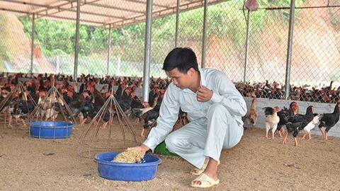 Gà móng nuôi thế nào mà anh nông dân Yên bái thu 400 triệu/năm