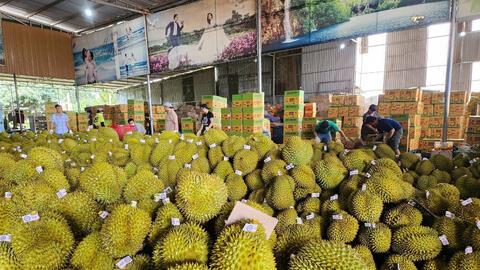 Sầu riêng Đắk Lắk quay đầu giảm giá sau đà tăng kỷ lục