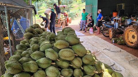 Tổng Thư ký Hiệp hội rau quả: Chưa có bất cứ thông báo nào việc tạm dừng xuất khẩu sầu riêng sang Trung Quốc