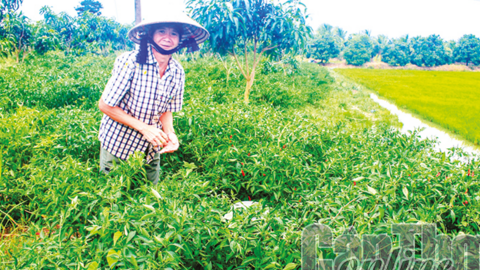 Ớt bán được giá cao 