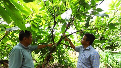 Đắk Lắk phát triển nông sản chủ lực nâng cao đời sống nhân dân