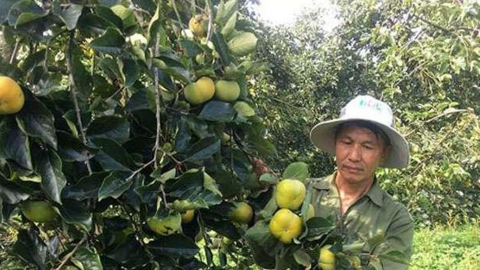 Loại cây trồng làm bóng mát hàng trăm năm trước, giờ hái quả bán thu về hàng trăm triệu mỗi năm