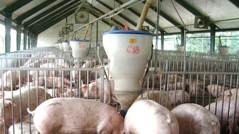 Giá lợn hơi tiếp tục hạ nhiệt, gần bằng giá lợn Trung Quốc