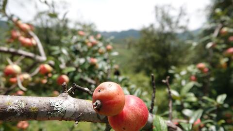 Vùng cao Mù Cang Chải, táo Mèo tràn ngập sắc vàng, đẹp như tranh vẽ, bà con lại còn thu bộn tiền