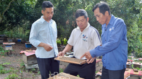 Người dân nơi đây nuôi ong dưới tán rừng thế nào mà thu nhập thêm tới hơn 100 triệu đồng/năm