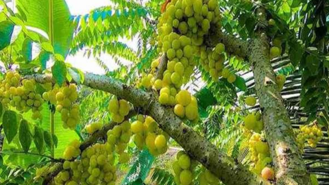 Thứ quả dại bỗng chốc hót cả trong ẩm thực thường ngày lẫn y học cổ truyền, biết giá càng muốn mua ăn