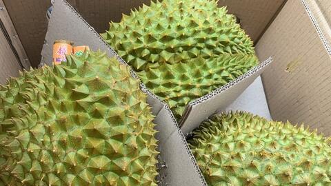 Xuất khẩu sầu riêng qua cửa khẩu Lào Cai tăng mạnh kỷ lục