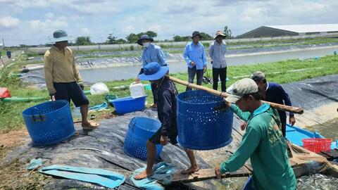 Thúc đẩy thực hiện các giải pháp kinh tế tuần hoàn, giảm phát thải trong chuỗi ngành hàng cá tra 