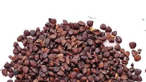 Loại hạt nổi tiếng của Tây Bắc, người dân săn tìm ráo riết, giá tới 2 triệu đồng/kg