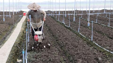 Đưa cây màu xuống ruộng "chung sống với lũ"