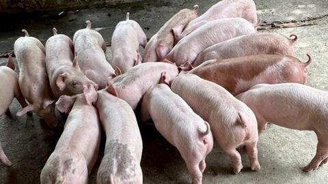 Giá lợn hơi vẫn tụt dốc không phanh, chưa thể hồi phục sớm