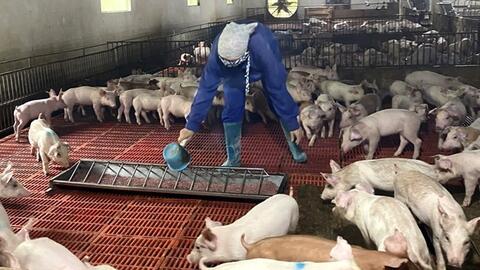 Gương Nông dân Việt Nam xuất sắc: Mô hình chăn nuôi sạch thu lãi trên 1 tỷ đồng mỗi năm của chị Nguyễn Thị Thanh Tâm