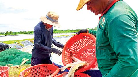 Khơi dòng cho cá chẽm bơi xa 