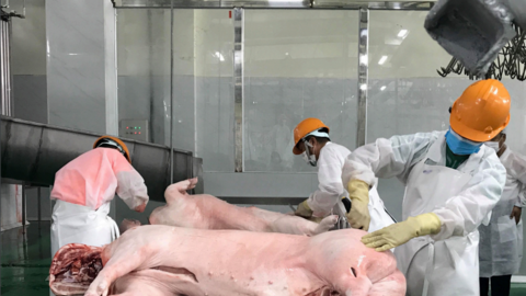 Lợi nhuận của các doanh nghiệp ngành chăn nuôi lợn sẽ bị thu hẹp đáng kể