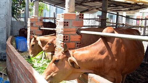 Ninh Thuận cải tạo, tăng năng suất, chất lượng bò thịt