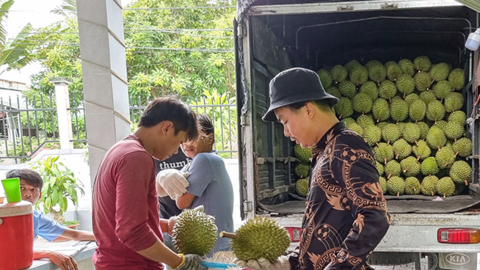 Kim ngạch xuất khẩu rau quả tăng mạnh 