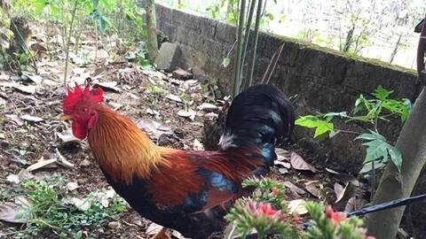 Xây dựng thương hiệu giống gà nhiều cựa Tân Sơn (Phú Thọ)