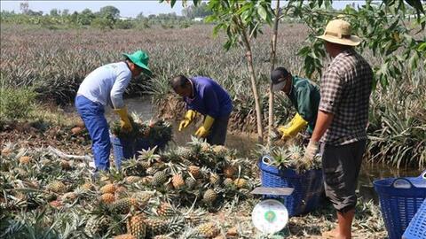 Sản xuất rải vụ, nông dân trồng dứa Đồng Tháp Mười trúng mùa, bội thu