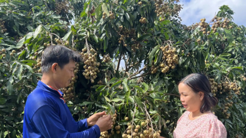 Ô Môn hỗ trợ nhà vườn xây dựng mã số vùng trồng 