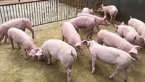 Giá lợn hơi toàn quốc nhuộm sắc đỏ, giảm mạnh đồng loạt