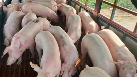 Giá lợn hơi hôm nay "trượt dốc cao", toàn quốc giảm sâu