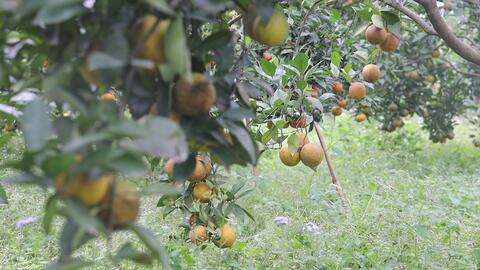 Bưu điện tỉnh Sơn La tham gia kết nối tiêu thụ nông sản