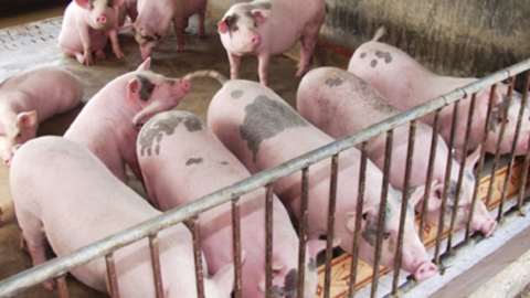 Giá lợn hơi chạm đáy thấp nhất năm, chưa có dấu hiệu đảo chiều