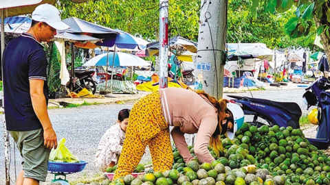 Cam sành giá thấp, khó tiêu thụ 