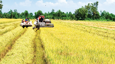 Liên kết để hài hòa lợi ích trong chuỗi giá trị lúa gạo 