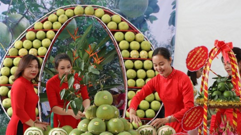 Tìm đường xuất ngoại cho bưởi đặc sản Đoan Hùng