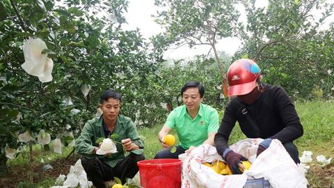 Nông dân Hà Tĩnh thu nhập cao từ trồng cam đặc sản