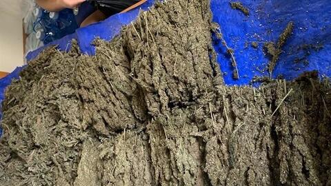Ngăn chặn tình trạng tái trồng cây có chứa chất ma túy ở Tây Nguyên (Kỳ 1)