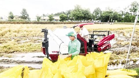 Gắn kết, xây dựng ngành hàng lúa gạo bền vững hơn, xanh hơn, trách nhiệm hơn 