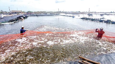 Festival và câu chuyện chuỗi giá trị con tôm 