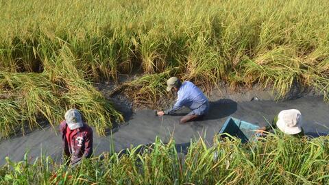 Mô hình sản xuất bền vững giúp nông dân Bạc Liêu nâng cao thu nhập