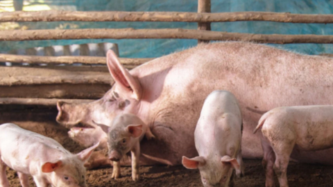 Giá lợn hơi sắp chạm mốc 60.000 đồng/kg, thị trường đang trên đà phục hồi nhanh dịp cận Tết