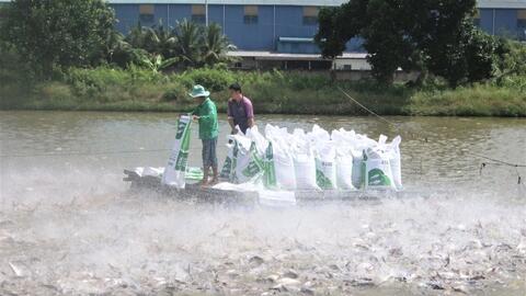 Để ngành hàng cá tra xuất khẩu phát triển ổn định, an toàn 