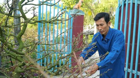 Thỏa niềm đam mê với nghề trồng mai  