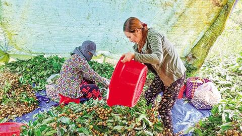 Nhãn tăng giá, giá heo hơi khởi sắc, giá phân bón tăng 