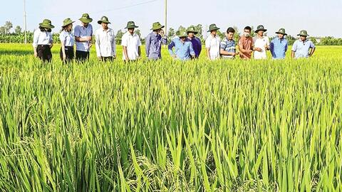 Giá lúa giảm trở lại, giá trái chôm chôm giảm, mít Thái bán được giá cao 