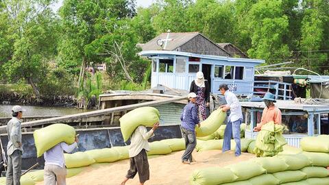 Hài hòa lợi ích trong liên kết trồng lúa ở ÐBSCL 