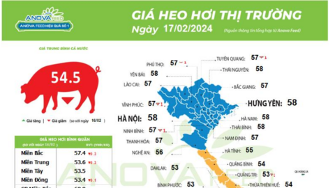 Giá lợn hơi tiếp tục hạ nhiệt các ngày sau Tết, thấp hơn cả giá lợn Trung Quốc