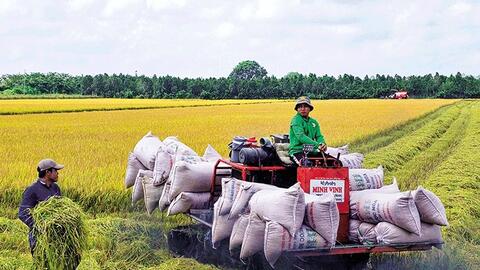 Giá lúa đông xuân giảm mạnh khi mới bước vào vụ thu hoạch 