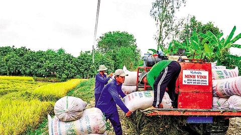 Nâng cao chuỗi giá trị lúa gạo 